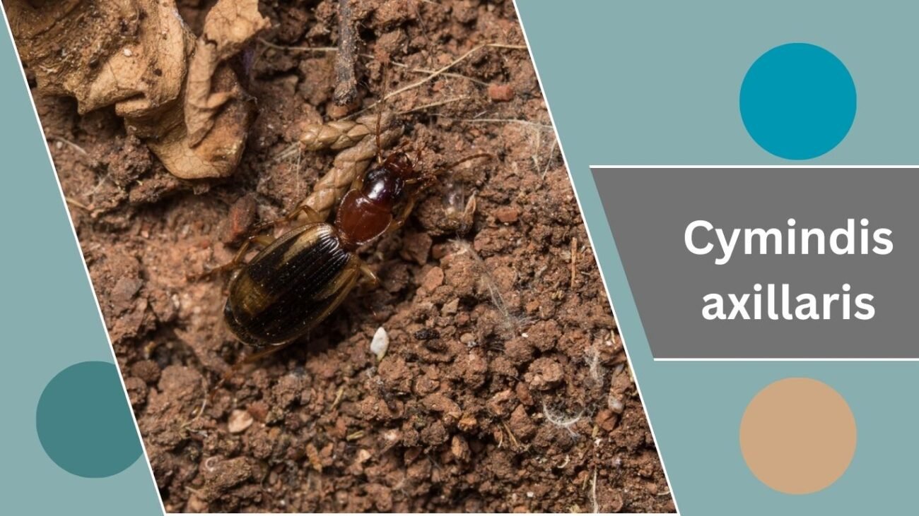 Cymindis axillaris