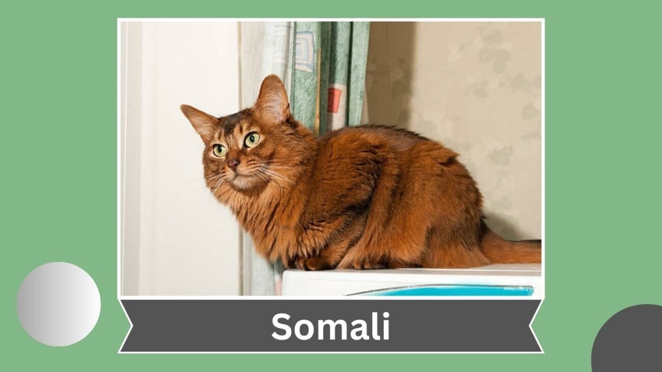 Somali