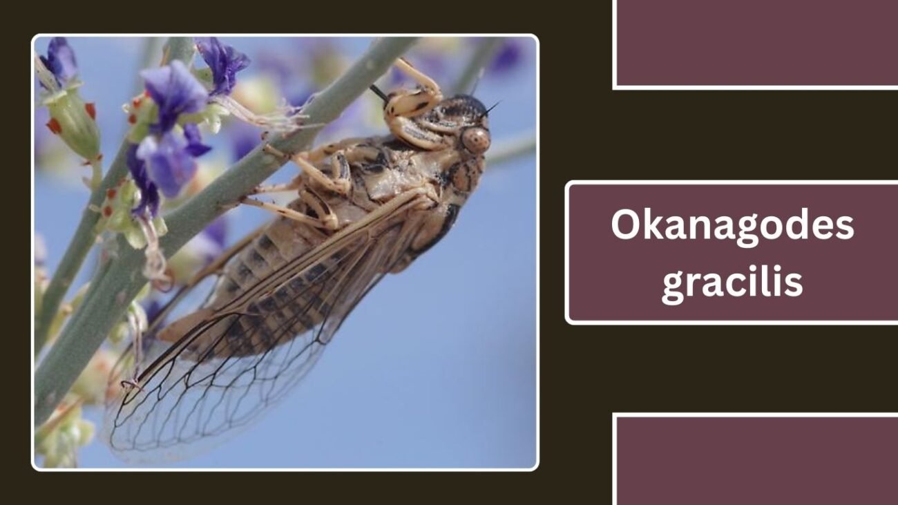 Okanagodes gracilis