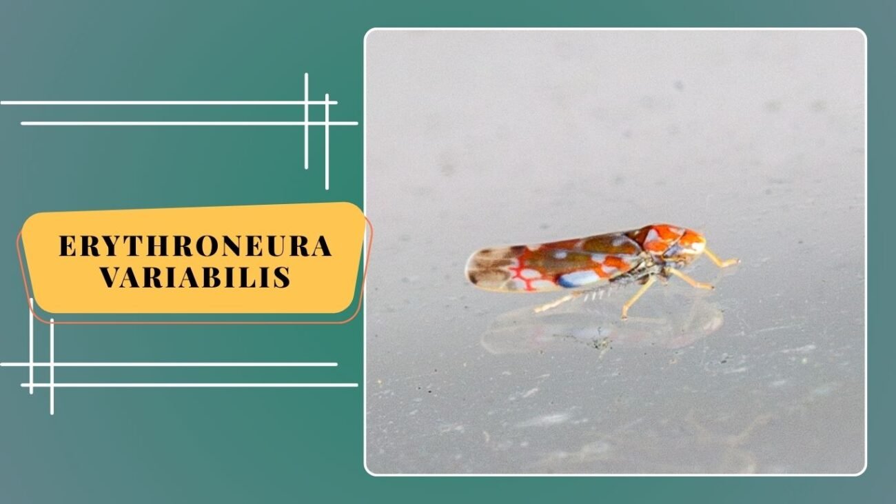 Erythroneura variabilis