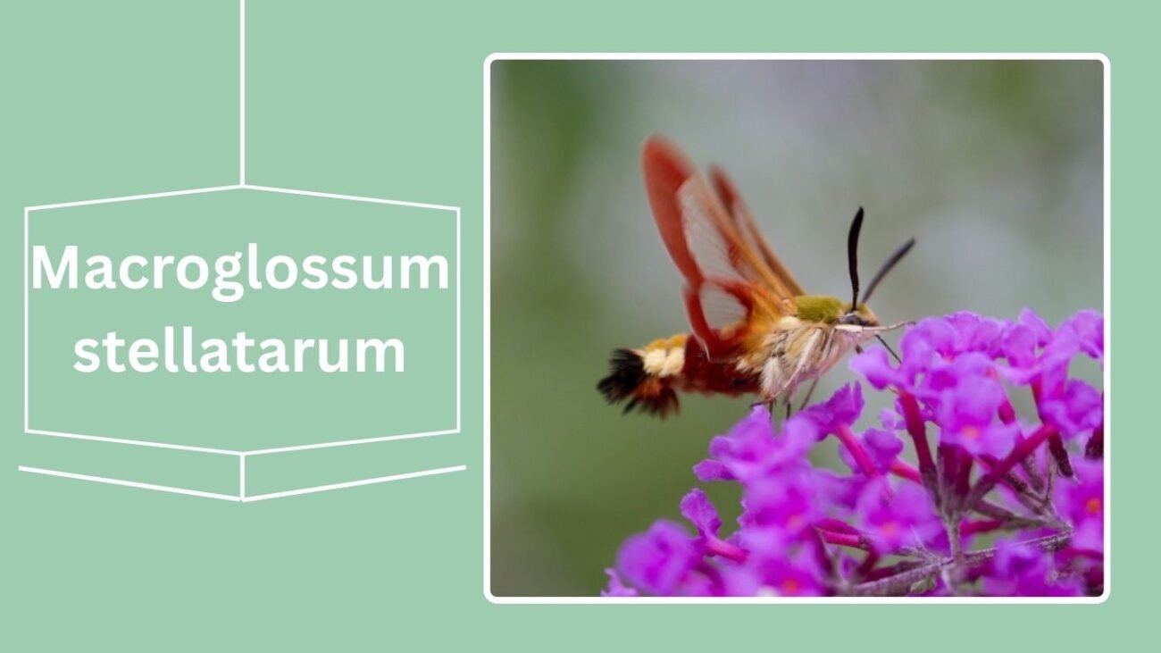 Macroglossum stellatarum (Hummingbird Hawk Moth)