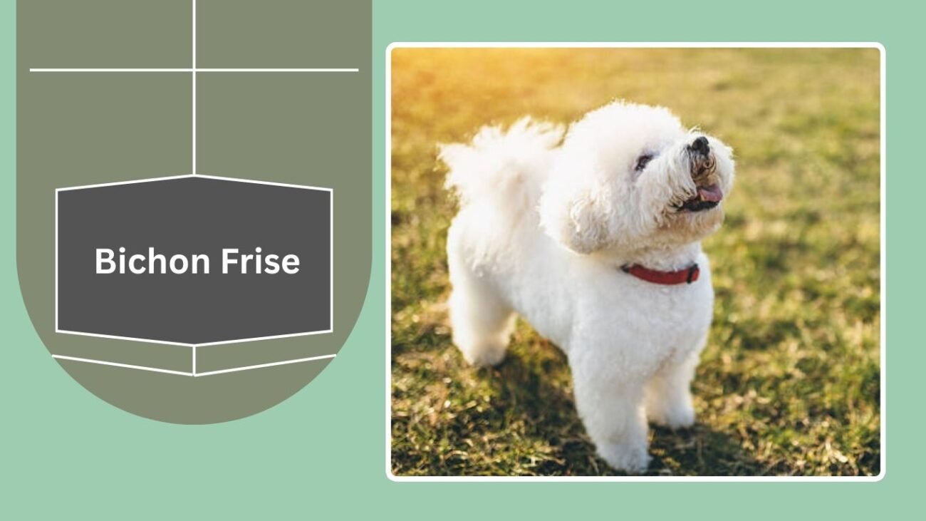 Bichon Frise