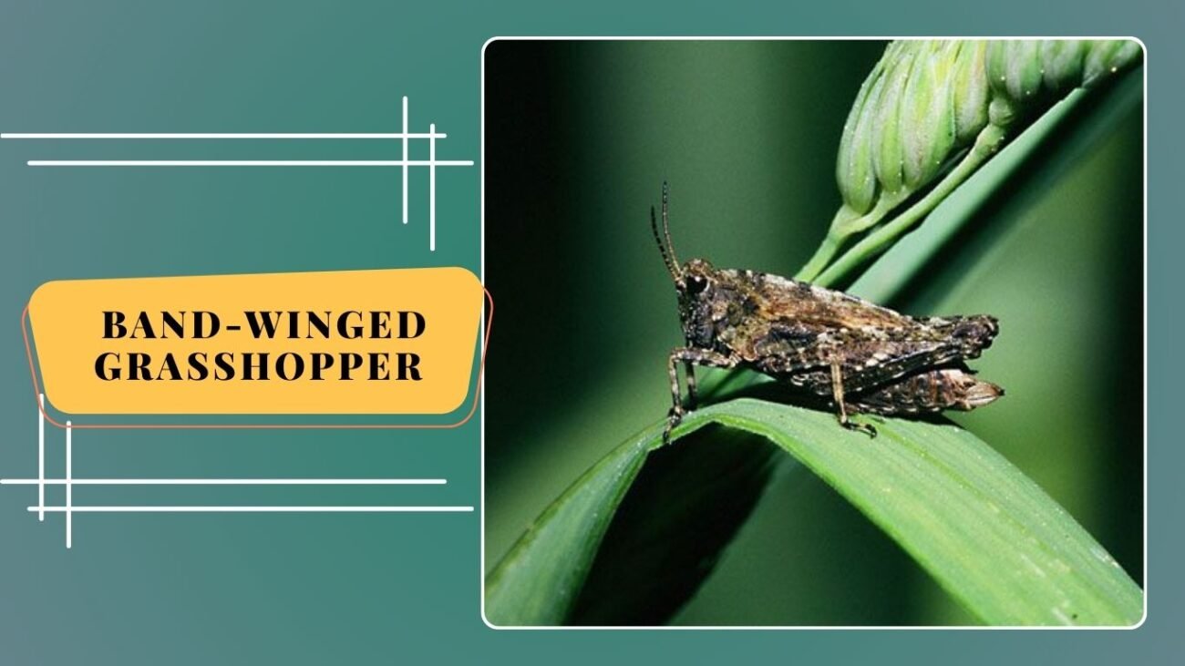 Band-winged Grasshopper