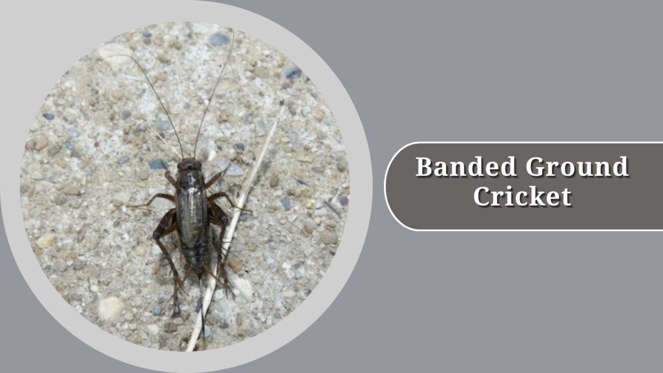 Banded Ground Cricket