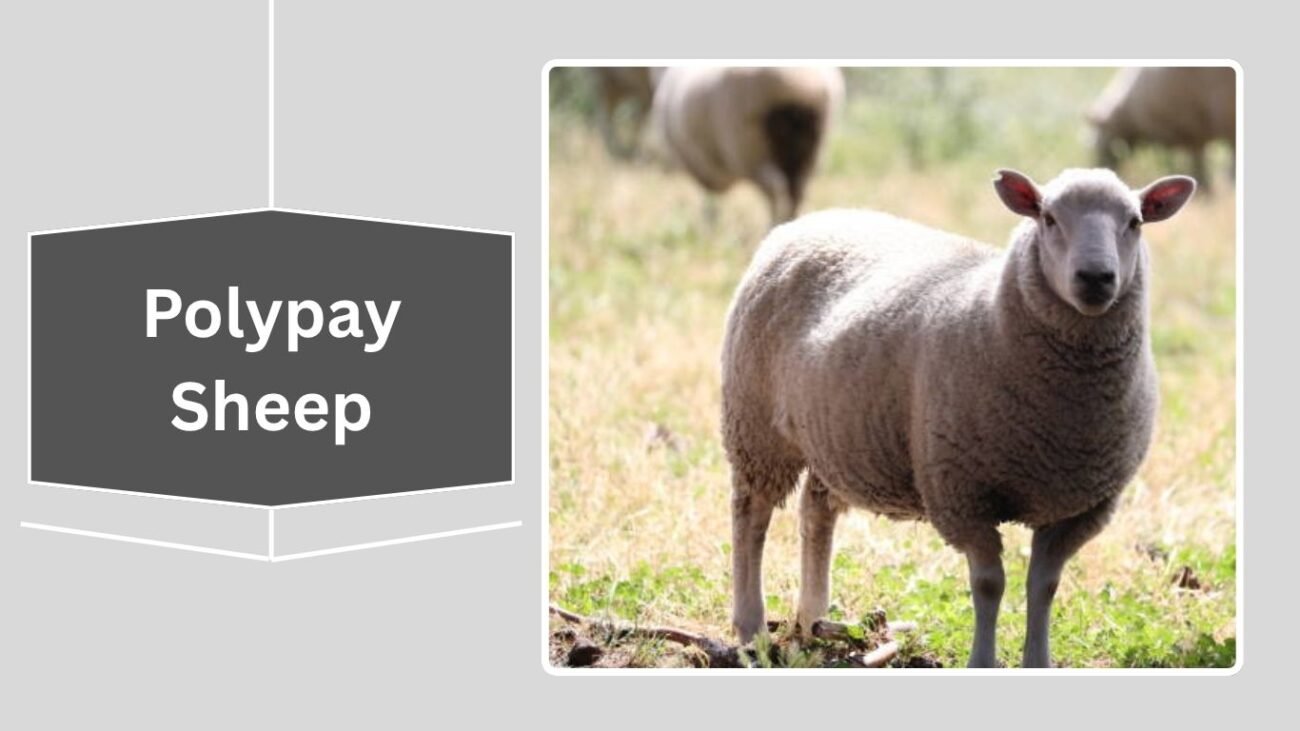 Polypay Sheep