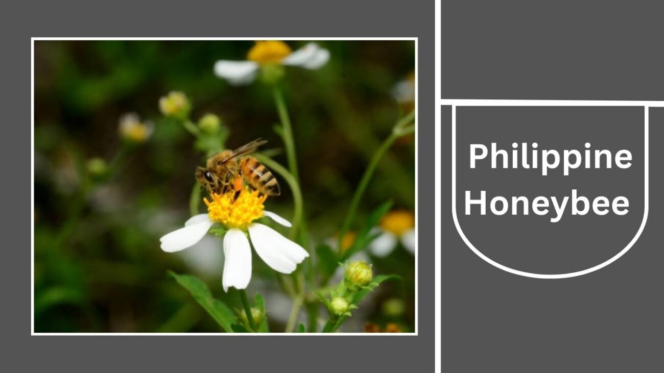 Philippine Honeybee (Apis nigrocincta)