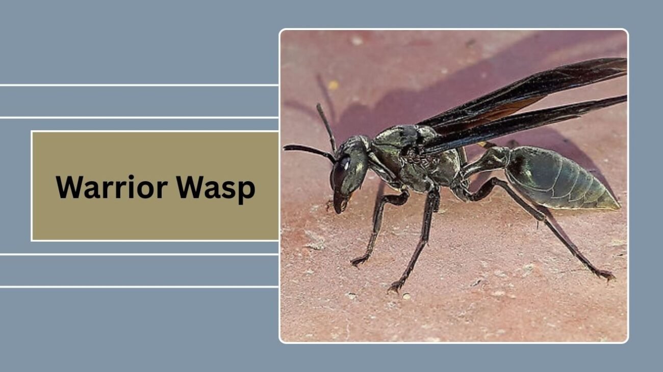 Warrior Wasp (Synoeca septentrionalis)