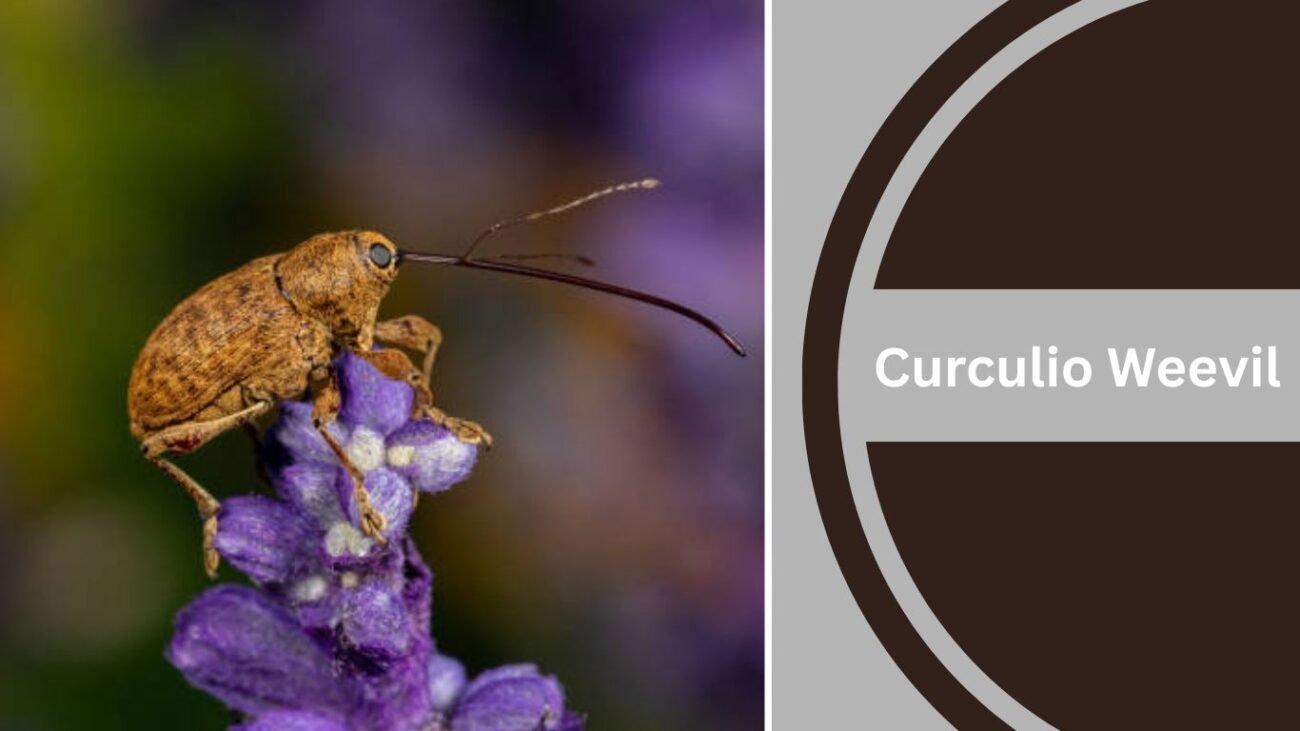 Curculio Weevil