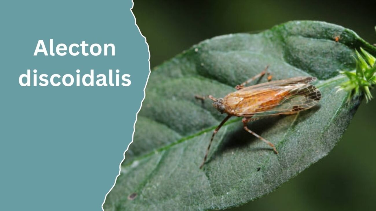  Alecton discoidalis