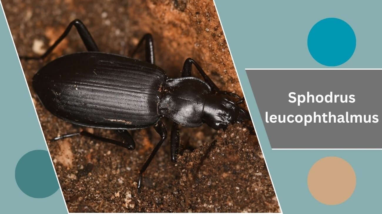 Sphodrus leucophthalmus