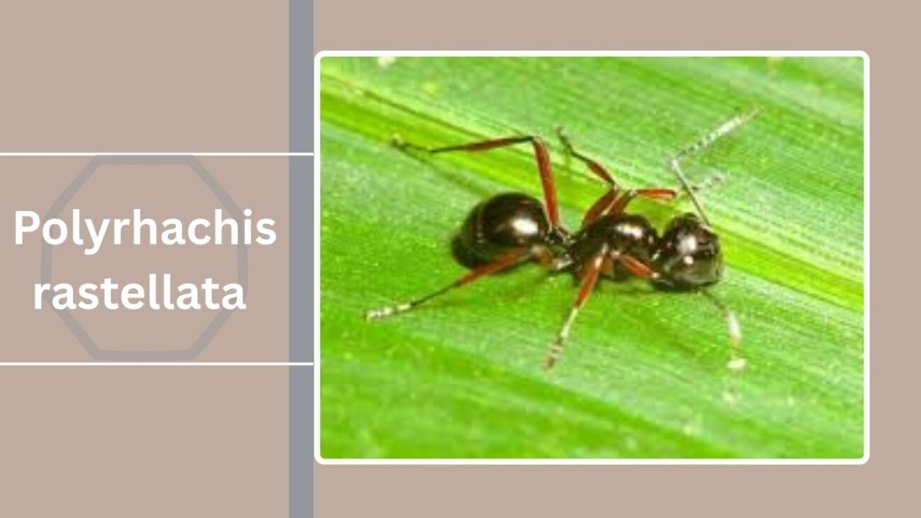 Polyrhachis rastellata var. major