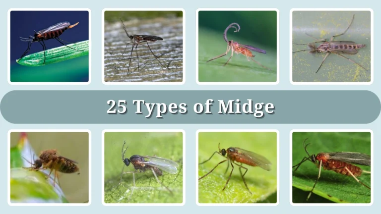 25 Types of Midge: Identification With Picture