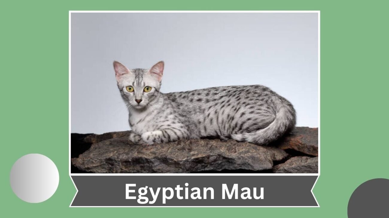 Egyptian Mau