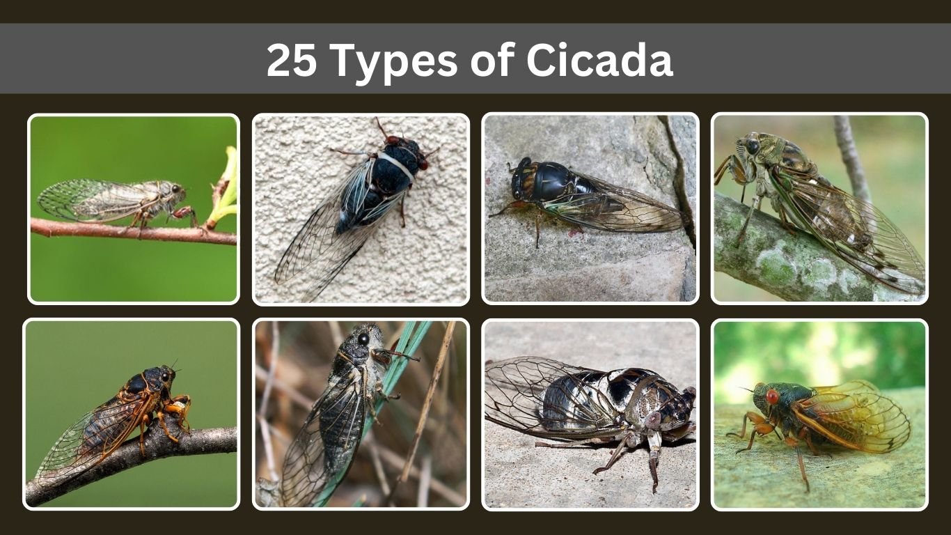 25 Types of Cicada