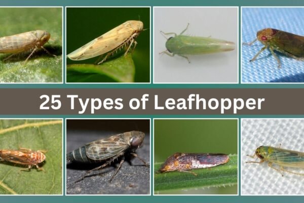 25 Types of Leafhopper