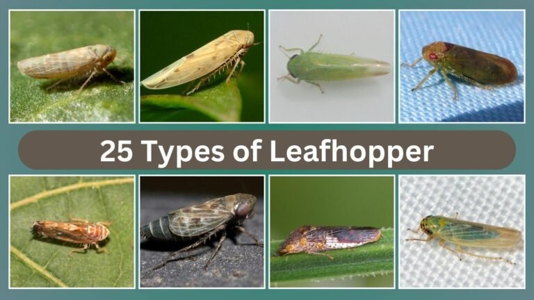 25 Types of Leafhopper