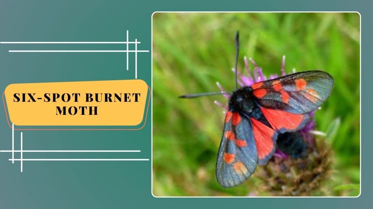 Six-spot Burnet Moth (Zygaena filipendulae)