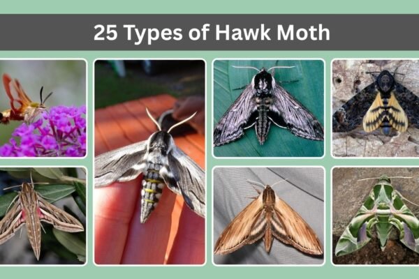 25 Types of Hawk Moth