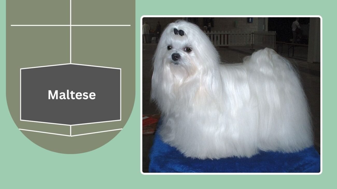 Maltese