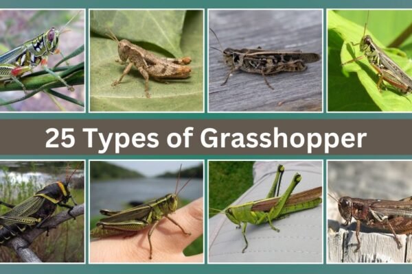 25 Types of Grasshopper: Identification With Picture