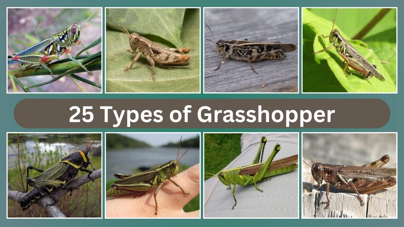 25 Types of Grasshopper: Identification With Picture