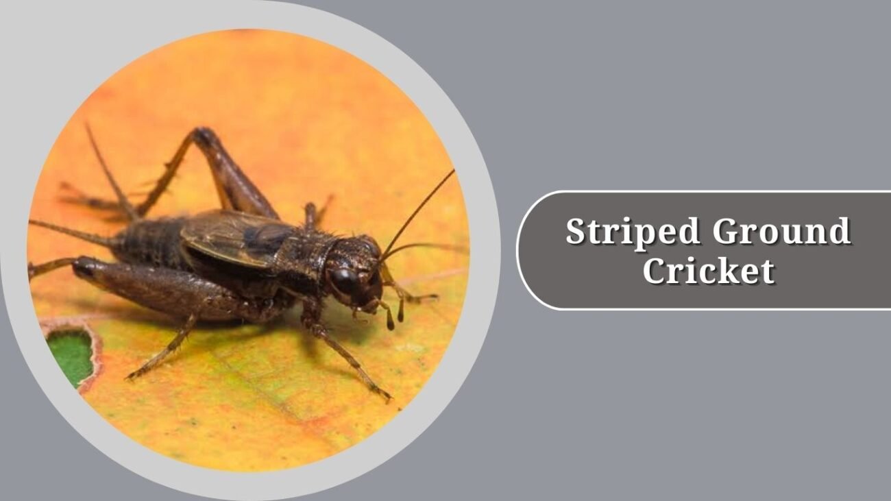 Striped Ground Cricket