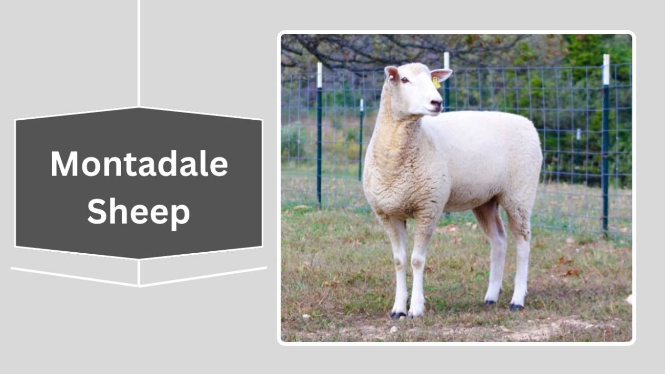 Montadale Sheep