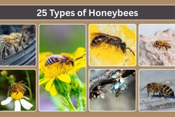 25 Types of Honeybees