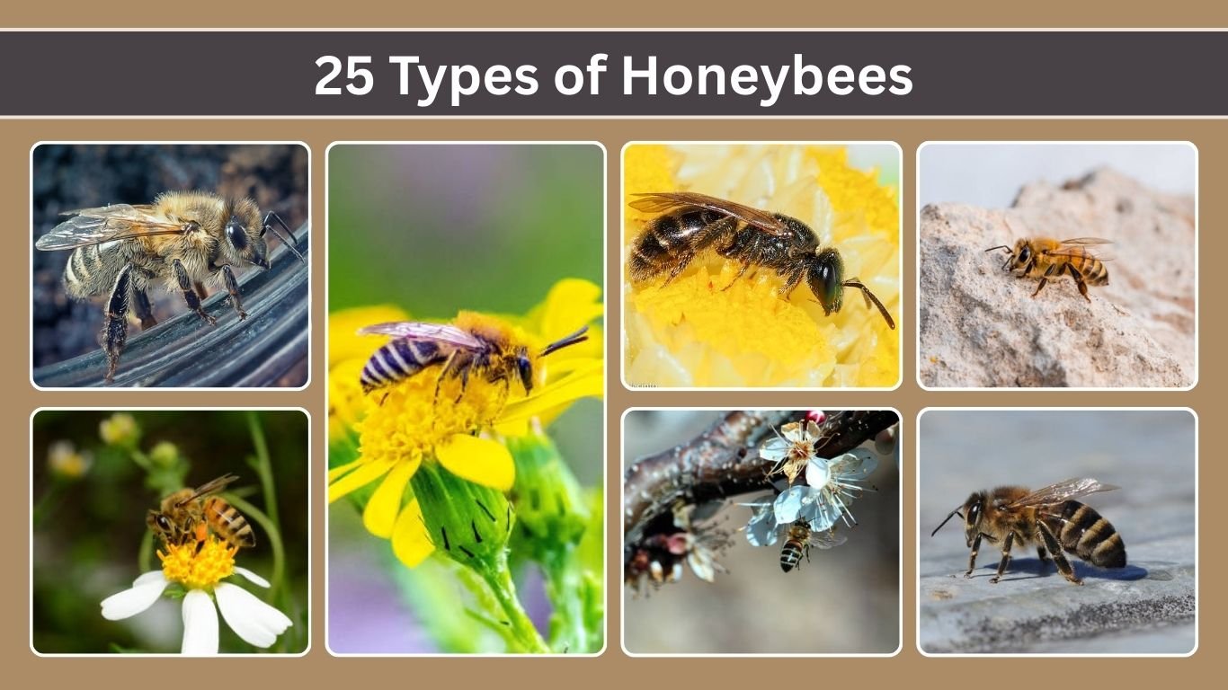 25 Types of Honeybees