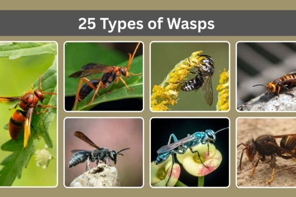 25 Types of Wasps