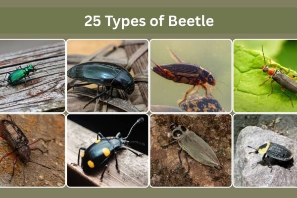 25 Types of Beetle