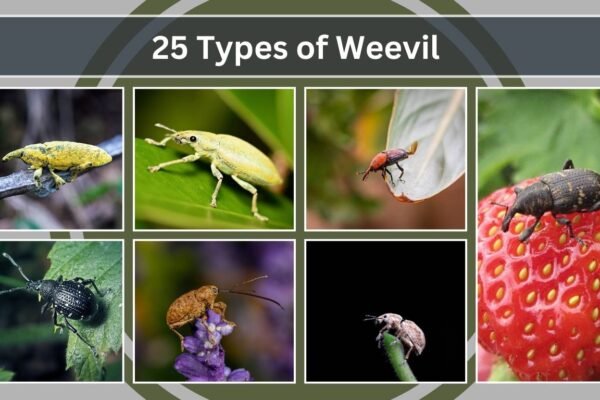 25 Types of Weevil