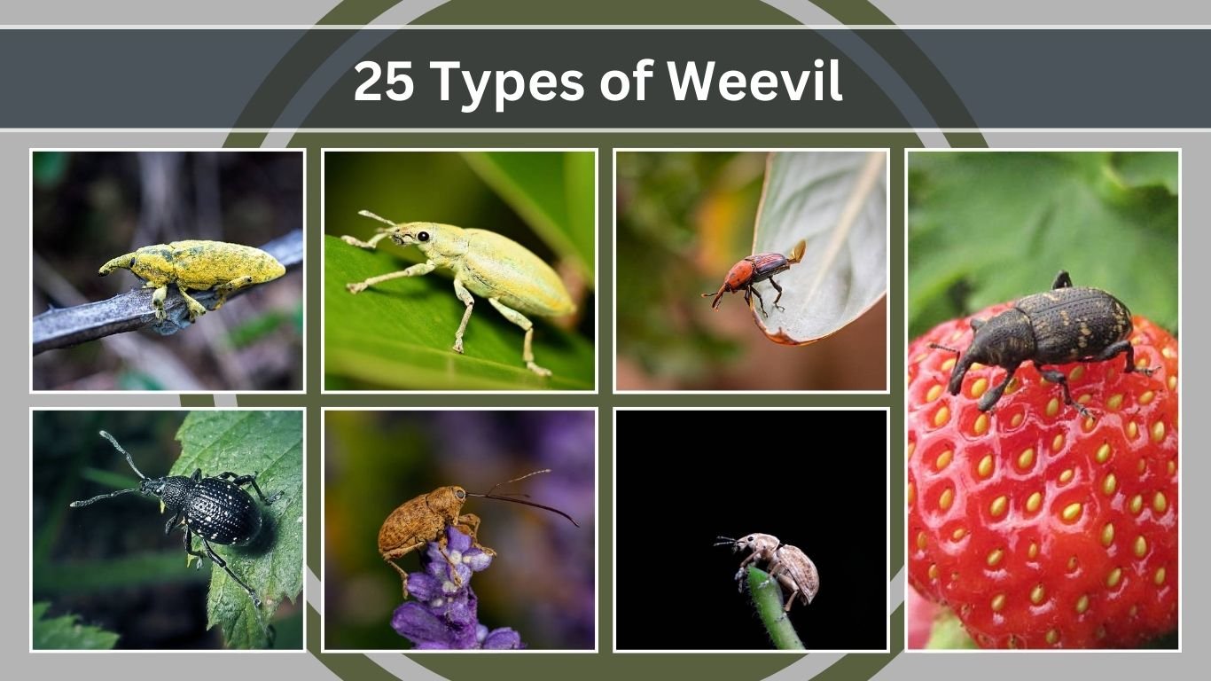 25 Types of Weevil