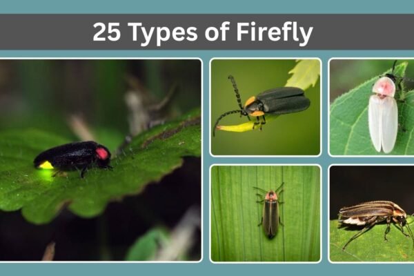 25 Types of Firefly