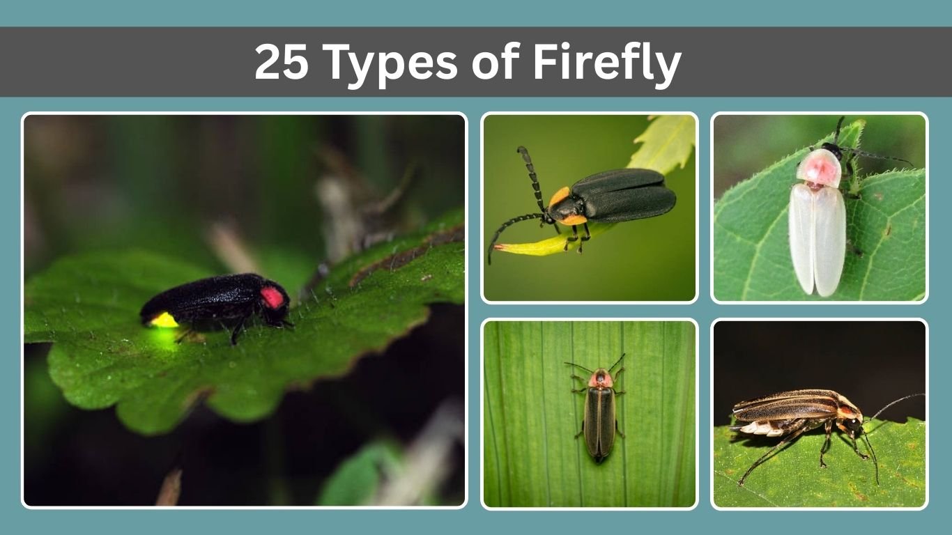 25 Types of Firefly