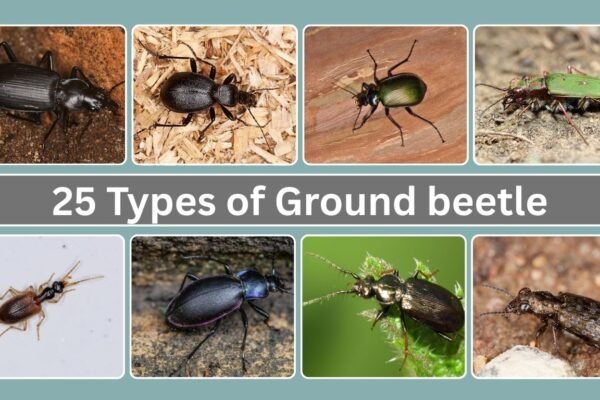 25 Types of Ground beetle
