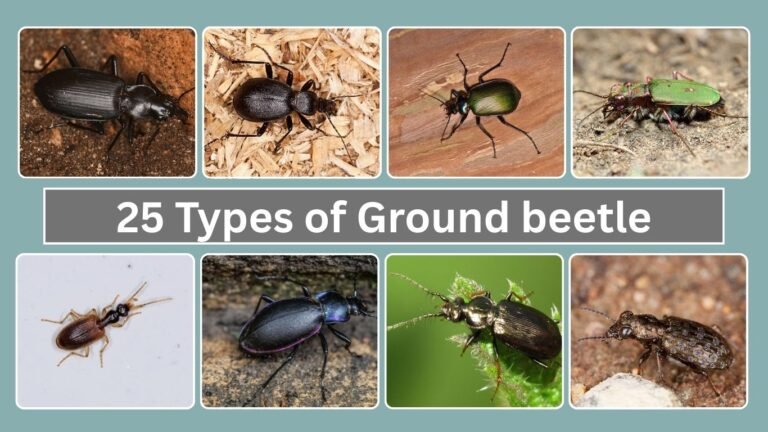 25 Types of Ground beetle