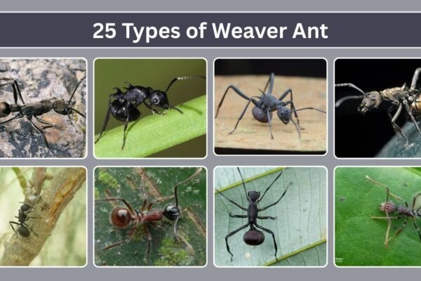 25 Types of Weaver Ant