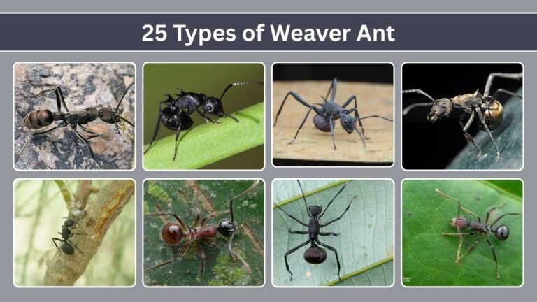 25 Types of Weaver Ant: Identification with Pictures