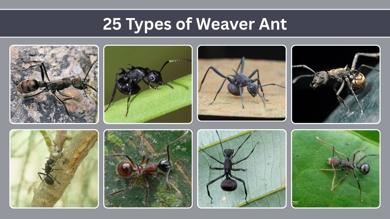 25 Types of Weaver Ant