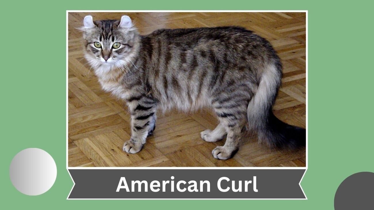 American Curl