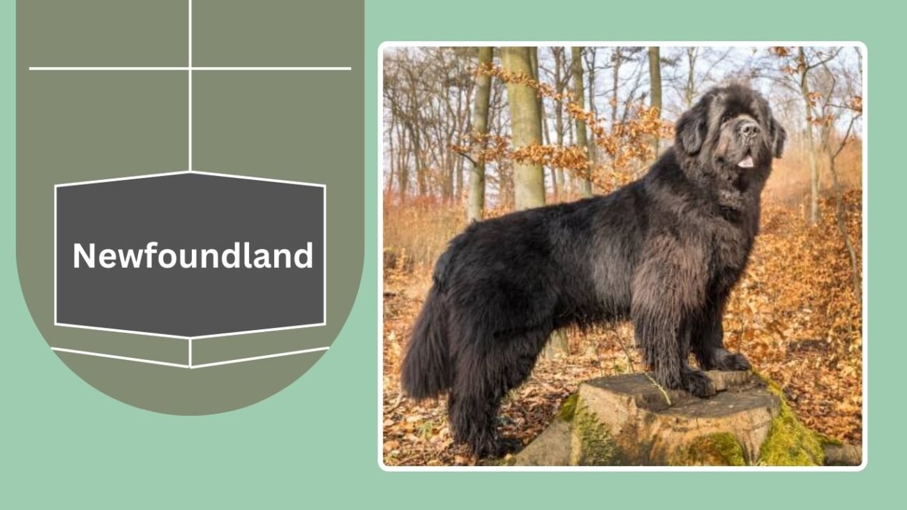Newfoundland
