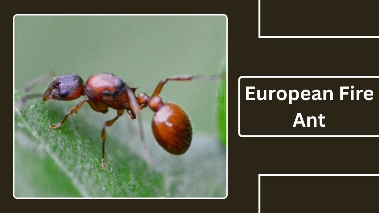 European Fire Ant
