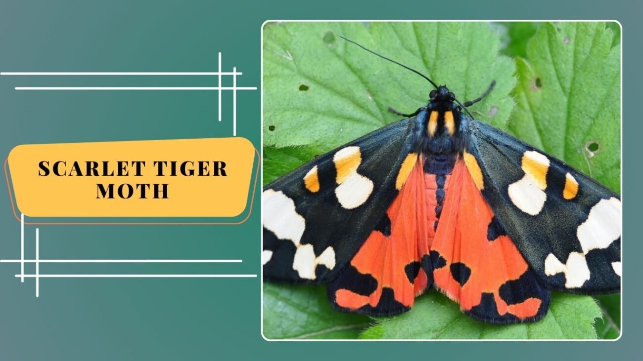 Scarlet Tiger Moth (Callimorpha dominula)