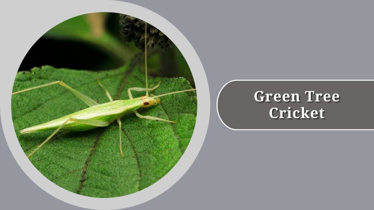 Green Tree Cricket