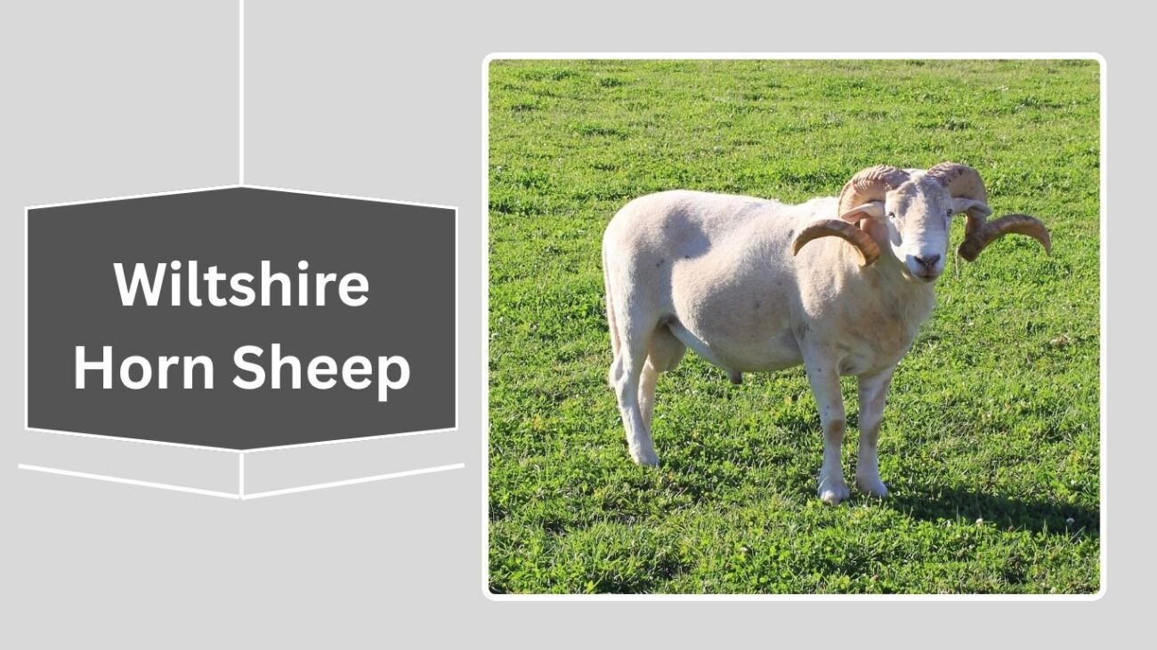 Wiltshire Horn Sheep