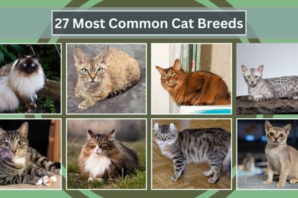 27 Most Common Cat Breeds