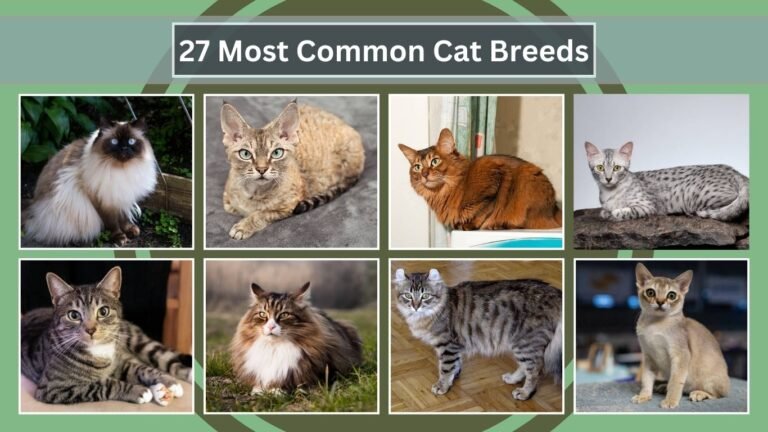 27 Most Common Cat Breeds: Identification with Pictures
