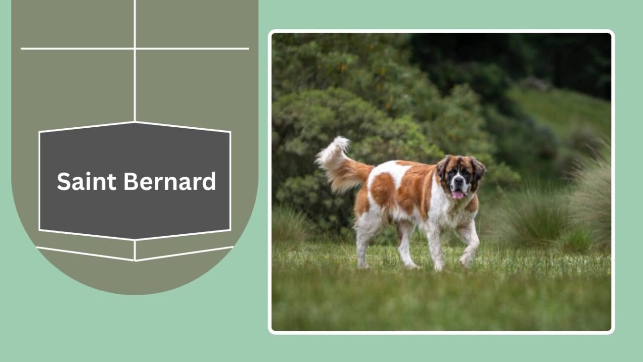 Saint Bernard