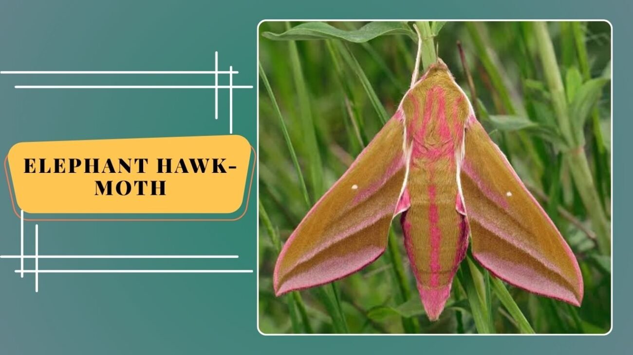 Elephant Hawk-Moth (Deilephila elpenor)